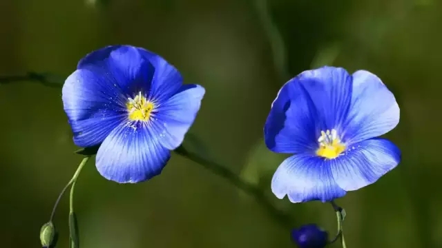 花卉速寫照片資料:花卉速寫的畫法 花卉速寫照片資料:花卉速寫的畫法