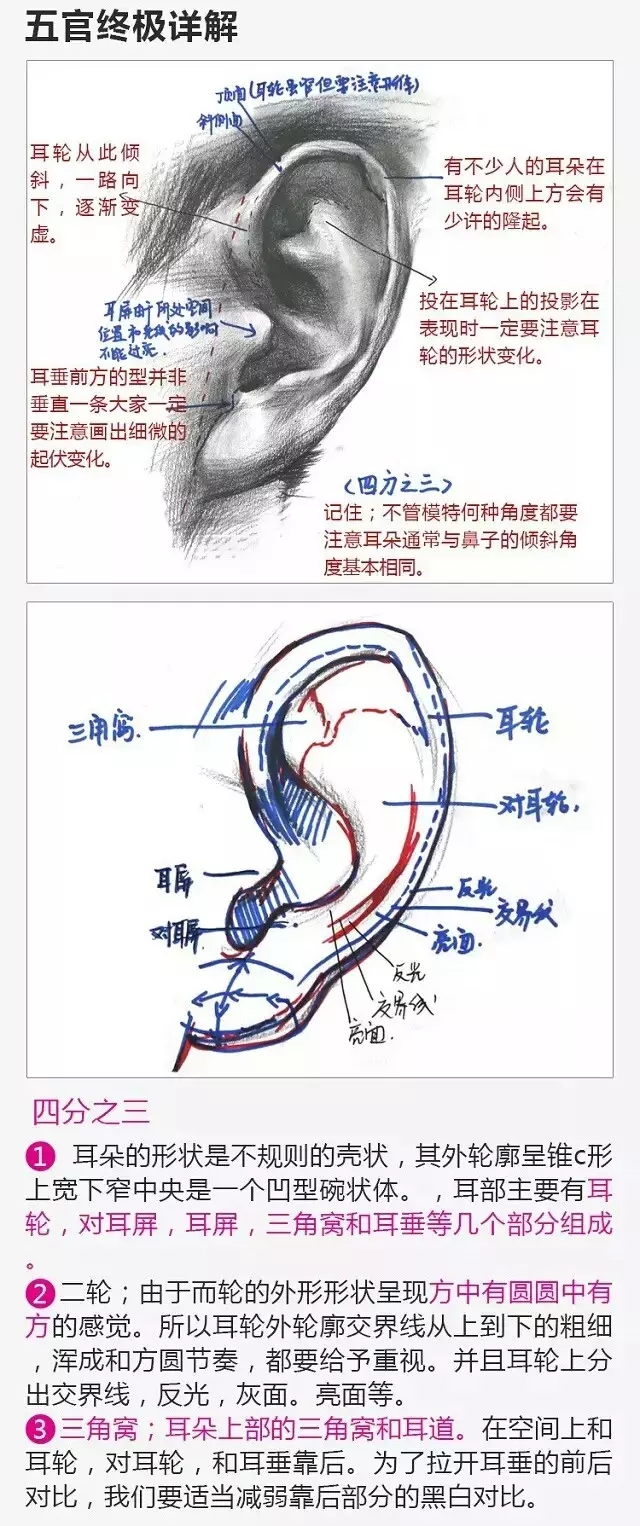 2017年美術(shù)聯(lián)考加分秘籍之頭像五官透徹解析