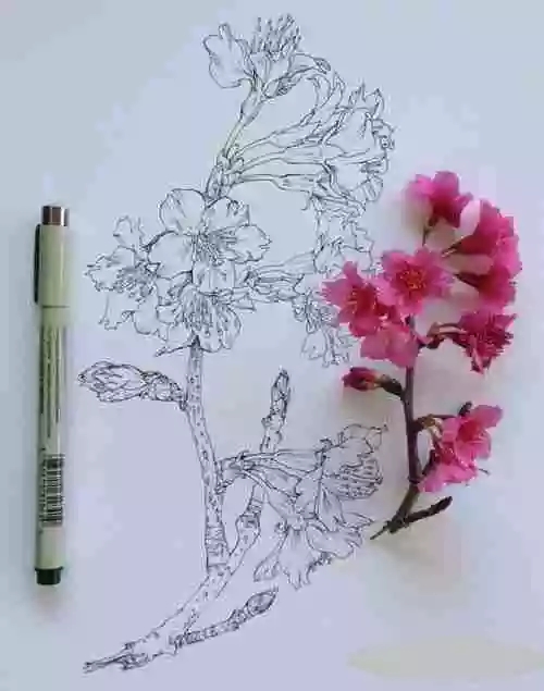花卉速寫照片資料:花卉速寫的畫法 花卉速寫照片資料:花卉速寫的畫法