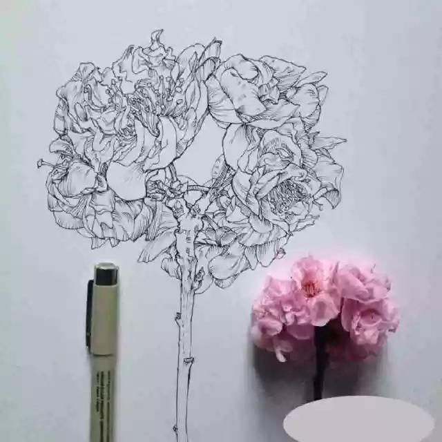 花卉速寫照片資料:花卉速寫的畫法 花卉速寫照片資料:花卉速寫的畫法