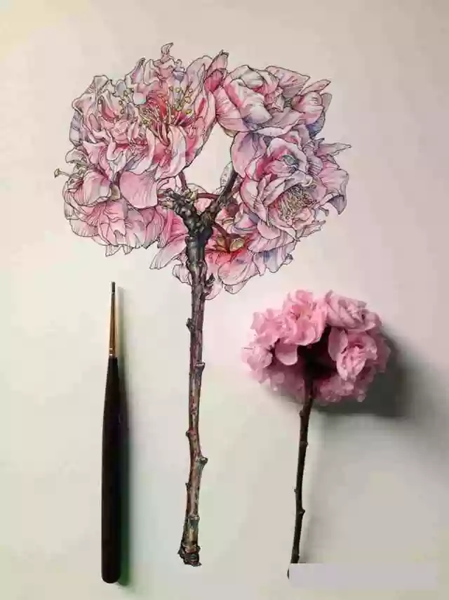 花卉速寫照片資料:花卉速寫的畫法 花卉速寫照片資料:花卉速寫的畫法