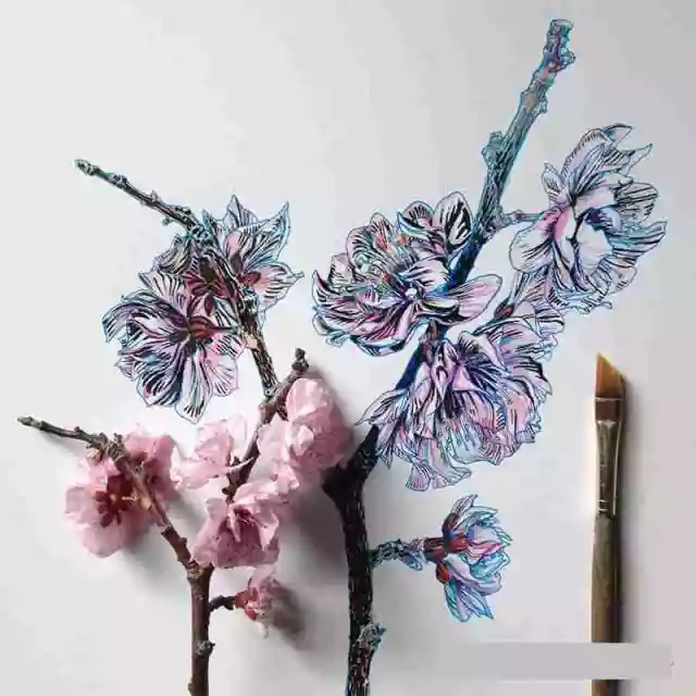 花卉速寫照片資料:花卉速寫的畫法 花卉速寫照片資料:花卉速寫的畫法