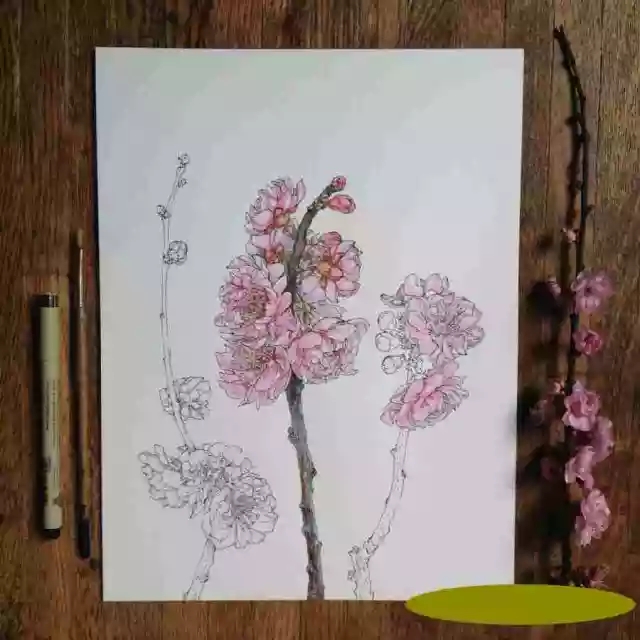 花卉速寫照片資料:花卉速寫的畫法 花卉速寫照片資料:花卉速寫的畫法