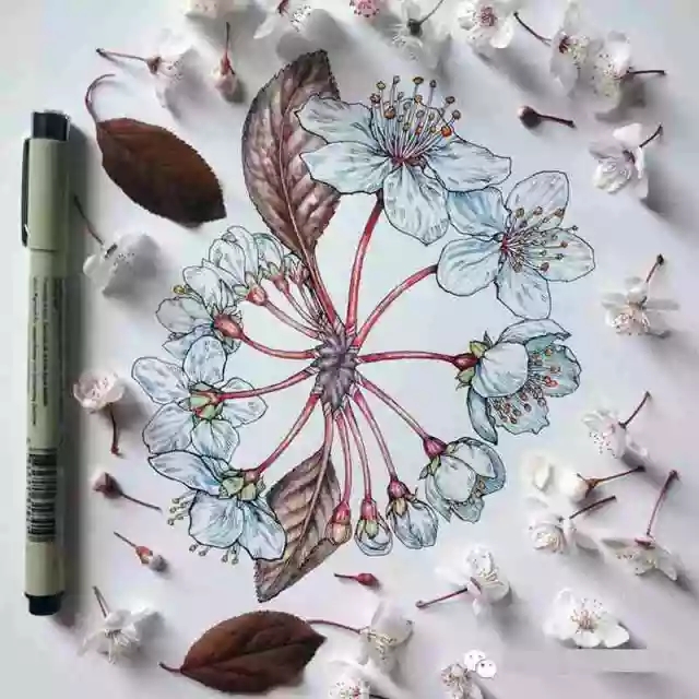 花卉速寫照片資料:花卉速寫的畫法 花卉速寫照片資料:花卉速寫的畫法