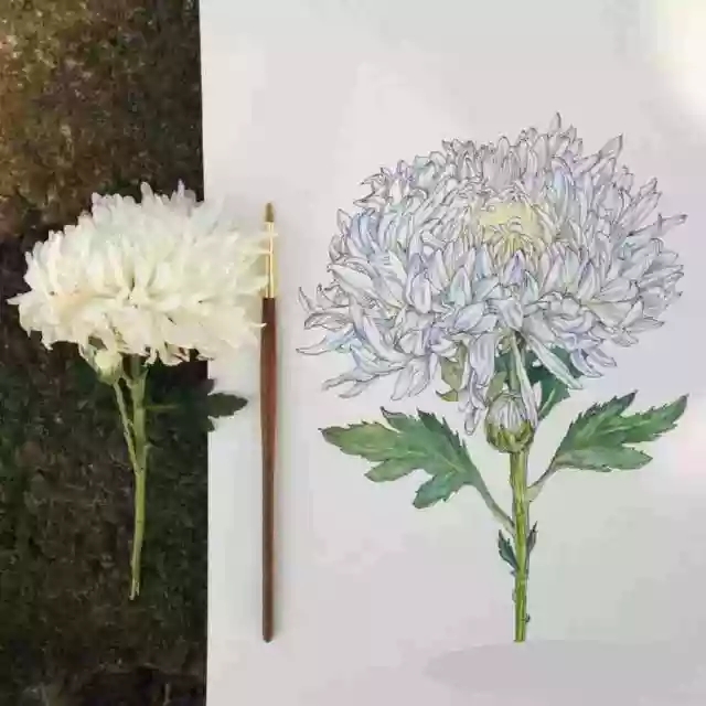 花卉速寫照片資料:花卉速寫的畫法 花卉速寫照片資料:花卉速寫的畫法